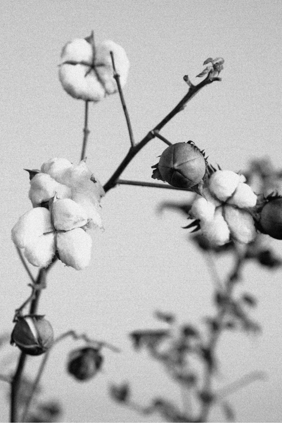 Az elmúlt évek során már számos, növényi alapanyagot gyártó vállalat lépett színre