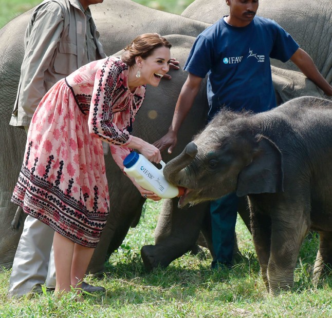 kate middleton, vilmos herceg, turné, india, indiai, bébi elefánt, orrszarvú