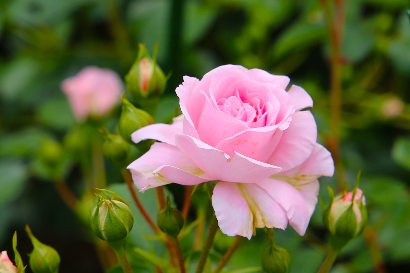 Június: Rózsa és lonc - A rózsa és a lonc a romantikát és a boldogságot szimbolizálják. A rózsa egy klasszikus virág, amelyet önmagában is adhatunk. Csodálatosan működnek esküvői és vacsoraasztali díszekként, mivel sok helyet foglalnak, álomszerű színpalettával rendelkeznek, és erős, ágszerű száraik vannak. A lonc is arról ismert, hogy leveles zöldjeivel, egyedi virágaival és édes illatával díszíti a házak oldalait.