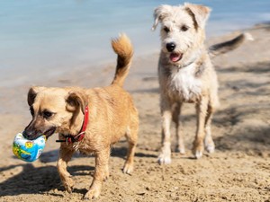 A kutyás strandolás lesz a nyár egyik slágere