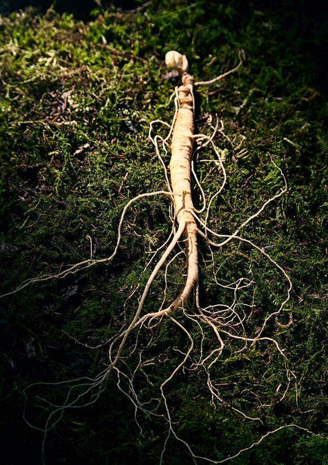 Egy gyógynövény, amely a szexuális életedre is pezsdítő hatással lehet