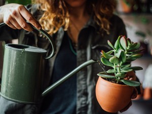 5 jel, hogy túlöntözöd a szobanövényeidet