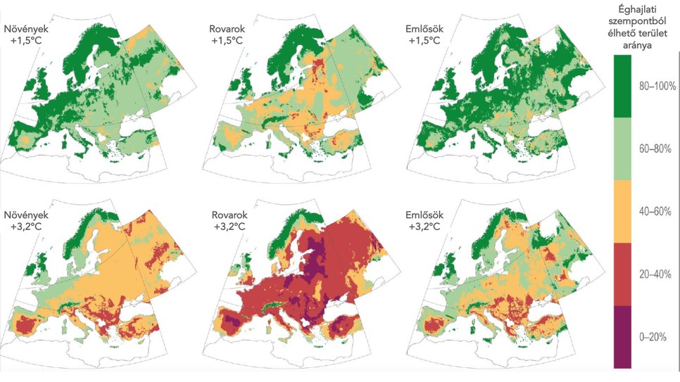 Az éghajlati szempontból élhető területek zsugorodása Európában a növények, rovarok és emlősök esetében (sötét lila: élhető terület <20%; sötét zöld: élhető terület >80%) (Forrás: IPCC AR6 WGII, fordítás: a szerző)