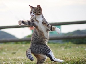 A ninja-macskák léteznek! Elképesztő cuki fotókkal bizonyítjuk be!