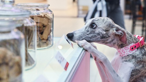 Imádod az állatokat? Ott a helyed a GLAMOUR - We love Dogz Mancspartyn!