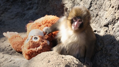Egy makákóbébi adta fel a legszomorúbb leckét az emberiségnek idén