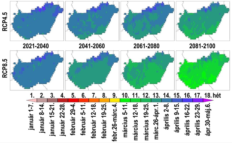4. ábra: A melegigényes növények vegetációs időszakának átlagos évi kezdetei 2021-2040, 2041-2060, 2061-2080 és 2081-2100-ra az optimistább RCP4.5 (fent) és pesszimista RCP8.5 (lent) forgatókönyvet figyelembe vevő 6-6 modellszimuláció átlagára. A szerzők ábrája.