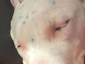 Állatkínzás! Miley Cyrus már a rajongók szerint sem vicces