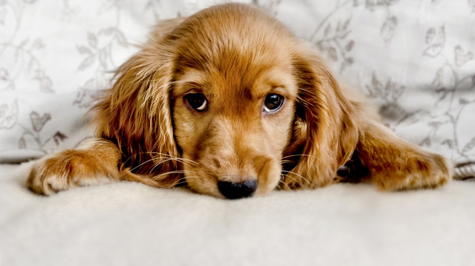 Te milyen gyakran féregteleníted a kutyusodat?