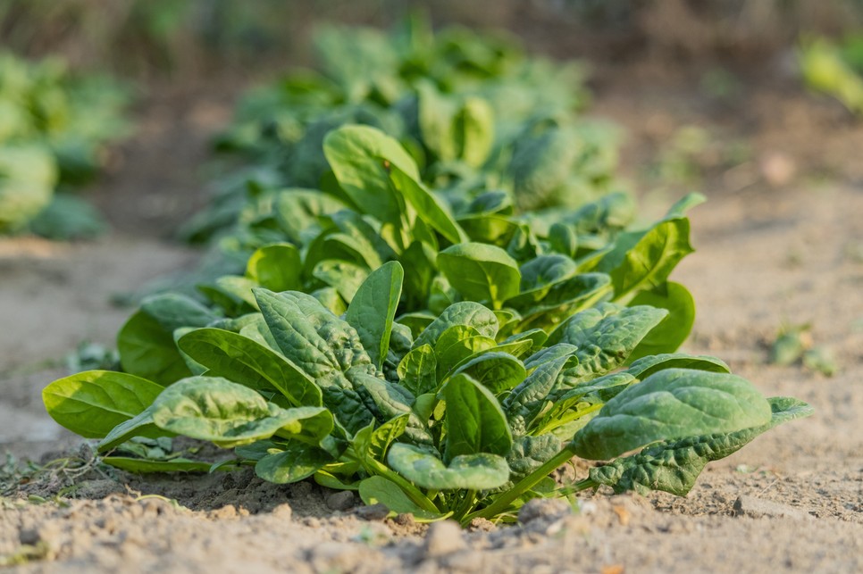 Kedvenc kevert salátád helyett készíts spenót salátát a főétkezésekhez köretként!