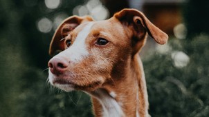 A gondoskodás nem csak simogatás, a kisállat-biztosítás garantálja a kedvenced és a pénztárcád védelmét