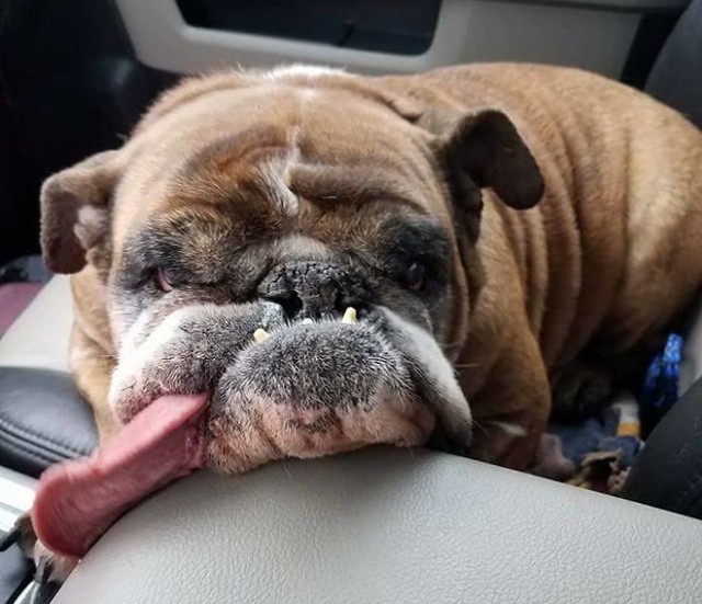 Őt választották a világ legcsúnyább kutyusának, mégis aranyos!