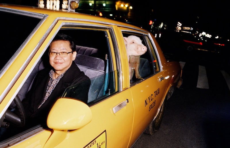 Ha te is úgy imádod a törpemalacokat, mint én, akkor visítani fogsz a Gucci új kampányától