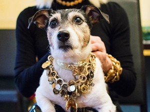 Íme Audrey Versace, az év legdivatosabb kutyusa!