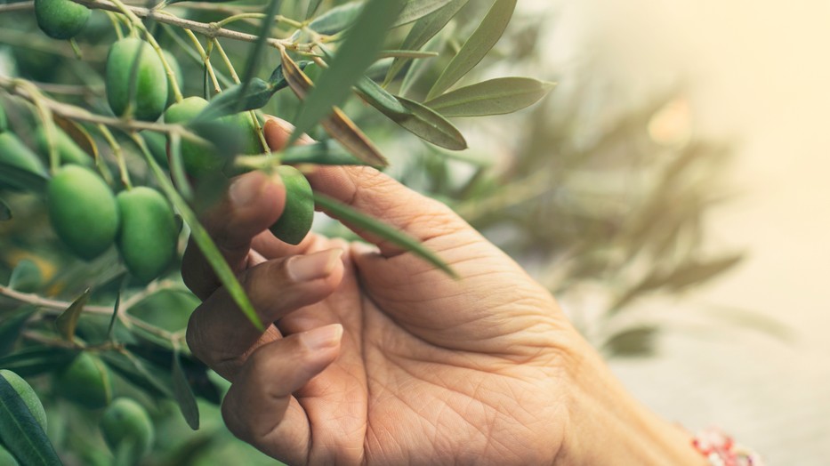 A klímaváltozás az olívatermesztést is tönkreteheti