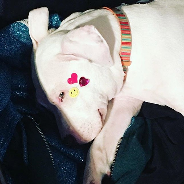 Arcmatricával kidekorált kutyus