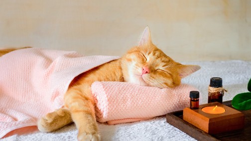 Biohacking az illatok erejével - ez az aromaterápia