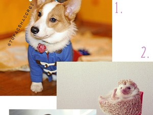 A legnépszerűbb állatok az Instagramon