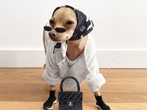 Ismerd meg Boobie Billie-t: a kutyát, akinek jobb stílusa van mint nekem