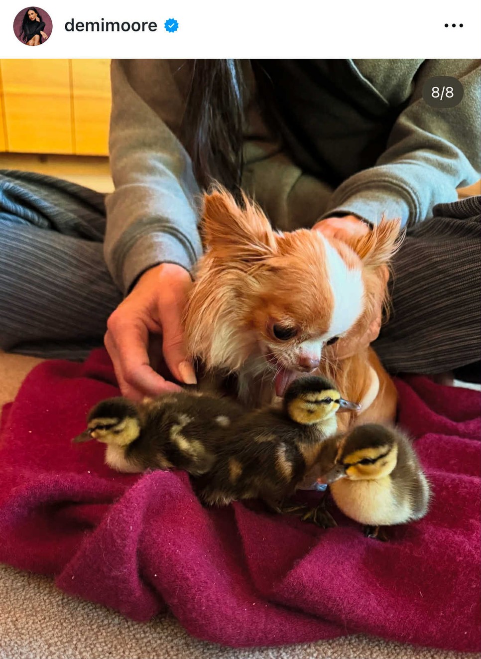 Pilaf és az új kis jövevények hamar összebarátkoztak