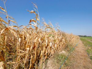Még több száraz év várhat ránk, nőhet a súlyos aszályok száma