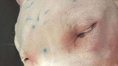 Állatkínzás! Miley Cyrus már a rajongók szerint sem vicces