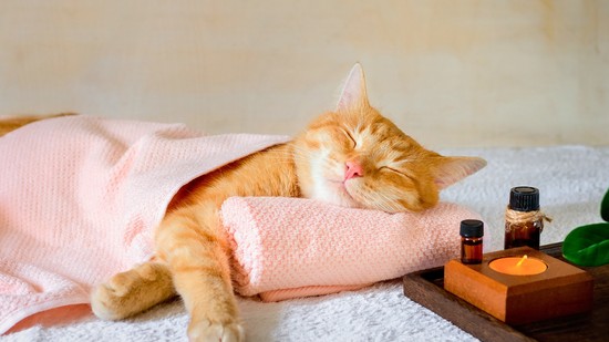 Biohacking az illatok erejével - ez az aromaterápia