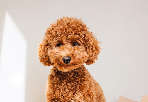 Toronymagasan ezek a legokosabb kutyafajták: nem véletlenül emelkednek ki a többiek közül