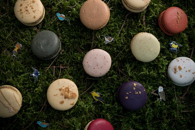 Chez Dodo isteni makaronjaival most a védett madarakat támogathatod