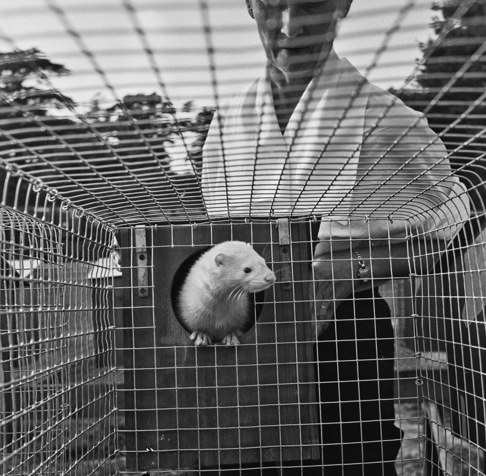A szegény nyérceket és az egyéb kisállatokat szörnyű körülmények között tartják és lenyúzzák a bundájukat