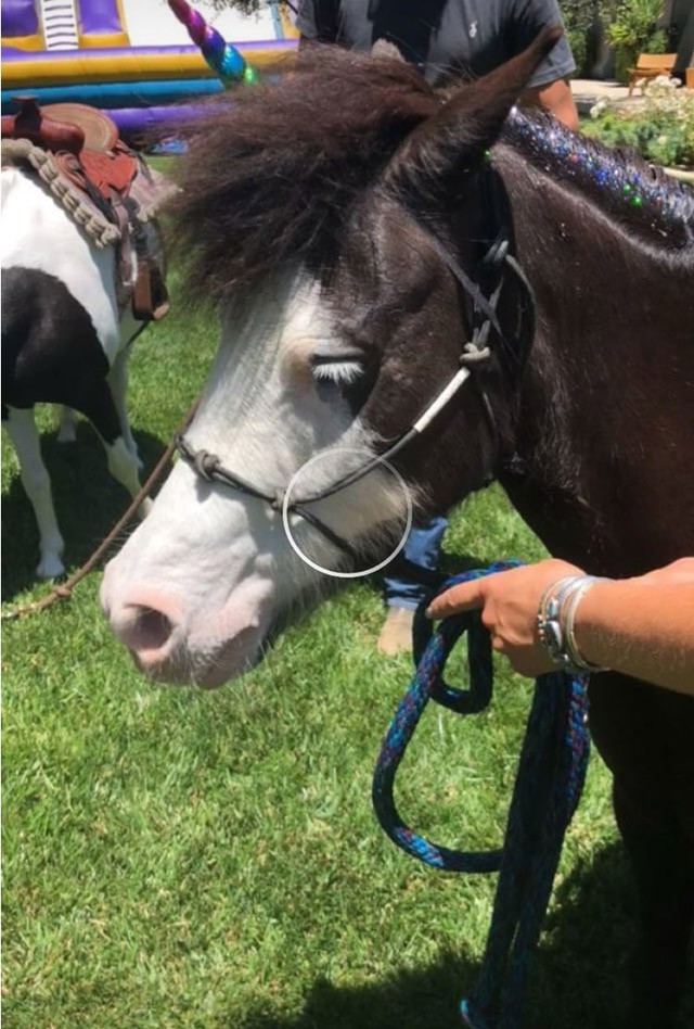 North West és Penelope Disick születésnapja