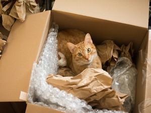 Új otthon, régi gyökerek; hogyan élnek a külföldön letelepedett magyarok? - Élettapasztalatok a külföldi élet kihívásairól és szépségeiről