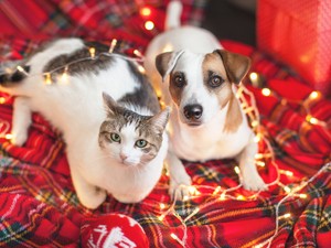 Öt szívet melengető ajándék, aminek minden kisállat örül