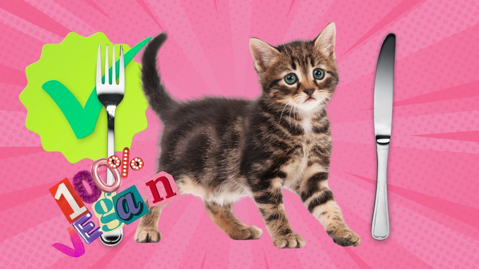 Ha más állatot megeszünk, a macska miért lehetne kivétel?