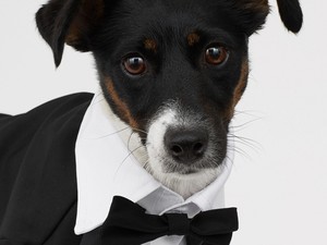 Ezek a legmenőbb kutyaruhák: a rossz időben jól fog jönni