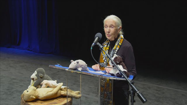 Elképesztően izgalmasnak ígérkezik a Jane Goodallról szóló dokumentumfilm