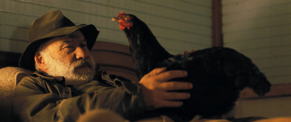 a tyúk jelenetfotó