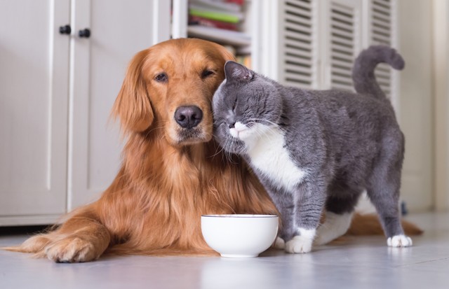 A négylábú kedvencek is nagyon hálásak lesznek a GLAMOUR-napok Reloaded kedvezményekért