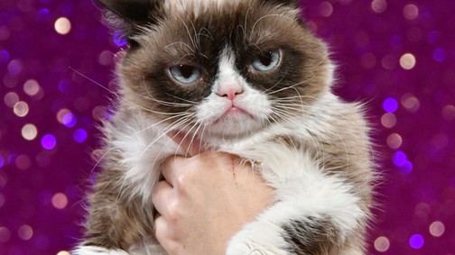 Íme az internet legmogorvább macskái! Nem Grumpy Cat a legmorcibb!