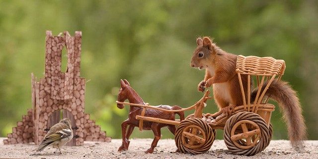 Így lett ebből a mókusból a Trónok harca sztárja!