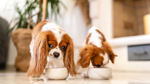 Teszt: te tudod, melyik étel mérgező egy kutya számára, és melyik egészséges?
