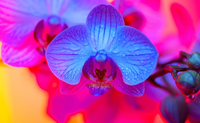 Te tudod, hogy néz ki a csiklód? Le tudnád rajzolni?