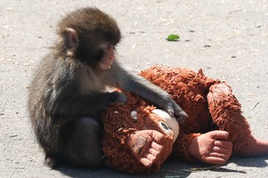Egyszerű oka van annak, miért sajnáltuk meg egy emberként Punchot, a makákóbébit