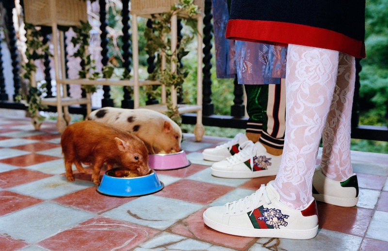 Ha te is úgy imádod a törpemalacokat, mint én, akkor visítani fogsz a Gucci új kampányától