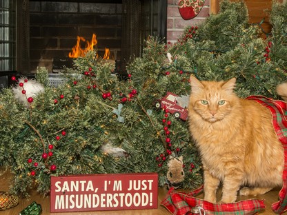 Macskabiztos karácsonyfát szeretnél? Mutatunk egyet