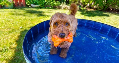 A kánikula akár a kutyád életét is követelheti: szakértő figyelmeztet, mire figyelj oda mindenképpen