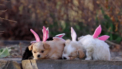 10 GIF, ami tökéletesen bemutatja húsvét napját!