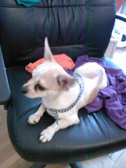 Spuri munka közben!