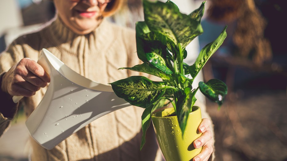 Van pár mérgező szobanövény, amelyeknek az elhelyezésére érdemes különösen odafigyelni