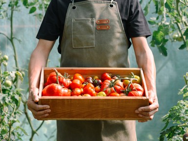 A közösségi kertek titkai: Így hozza össze a városi embereket a természet ereje